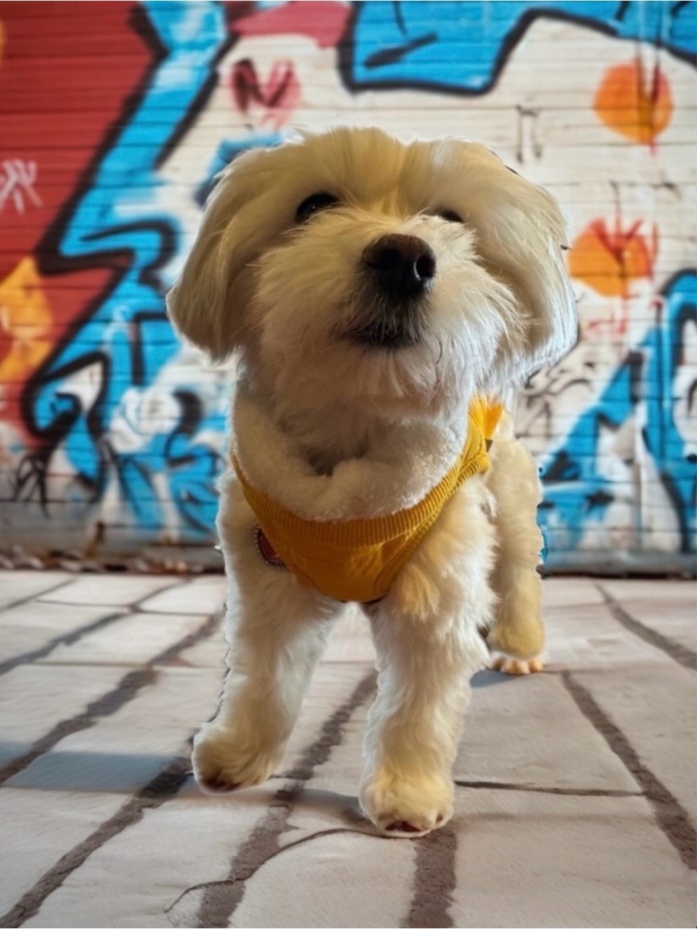 🆕💕Yellow Fleece Lined Dog Winter Jacket / Coat • Yellow • Small • NWOT
